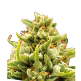 BANANA KUSH AUTO – ANESIA SEEDS